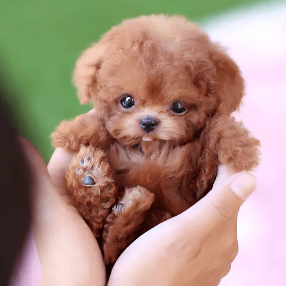 Realistic Smart Robotic Companion Puppy | Revangiol